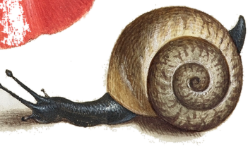 An illuminated snail